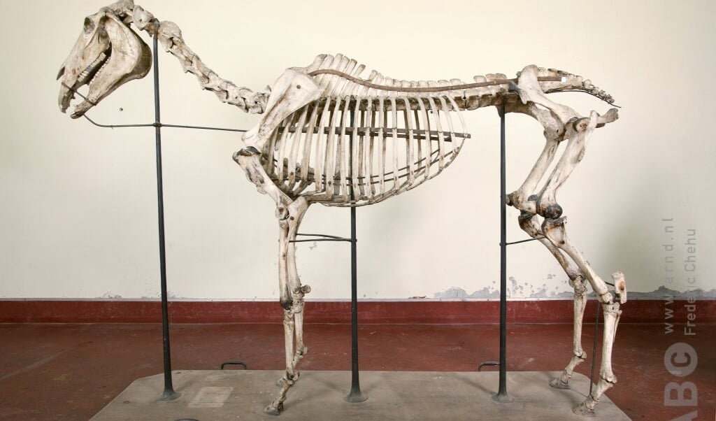 Skelet paard