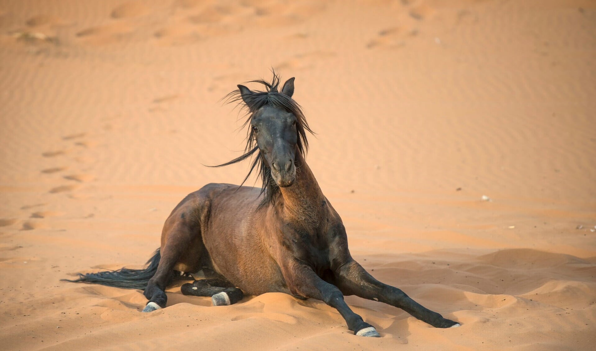 nicht Vrijwel Bourgondië De Berber uitgelicht: Een Noord-Afrikaans paardenras - Bit & Cap