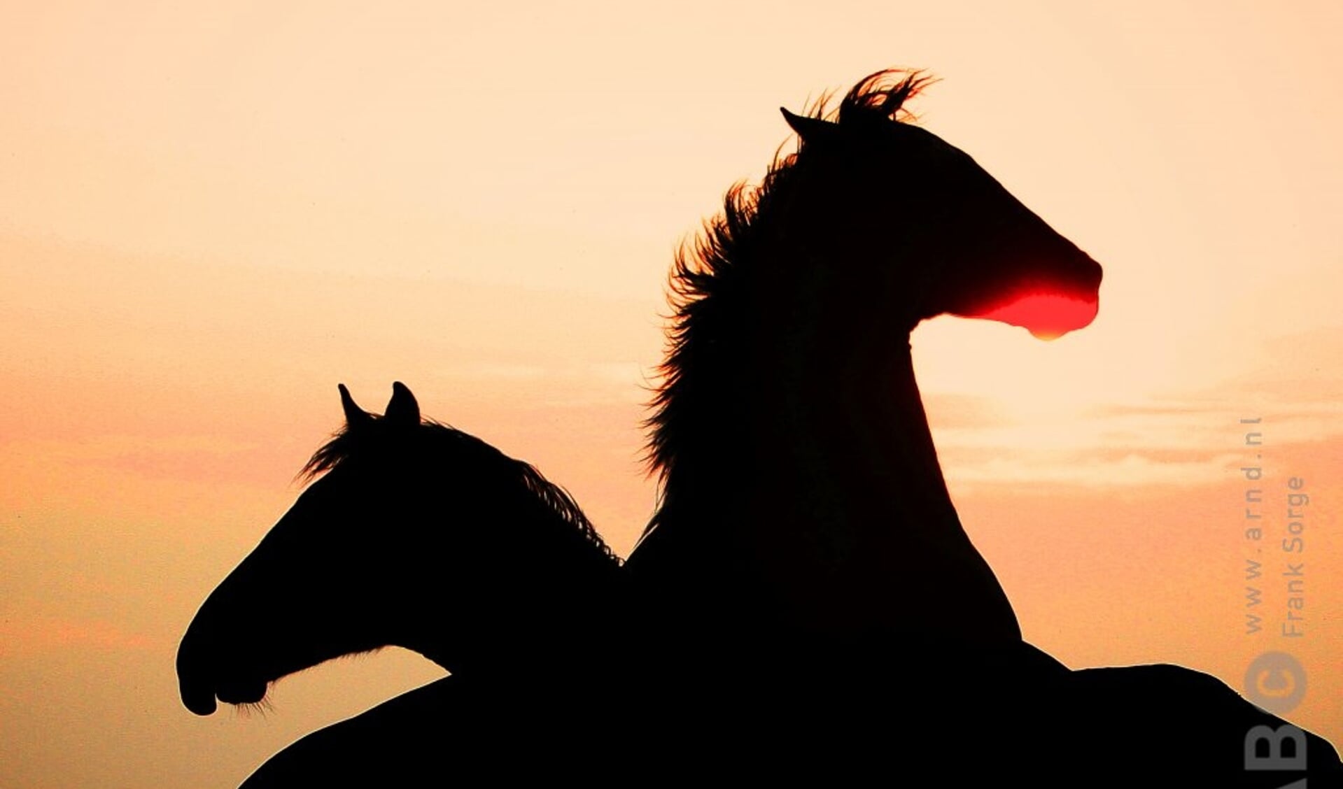 Vechtende paarden silhouet