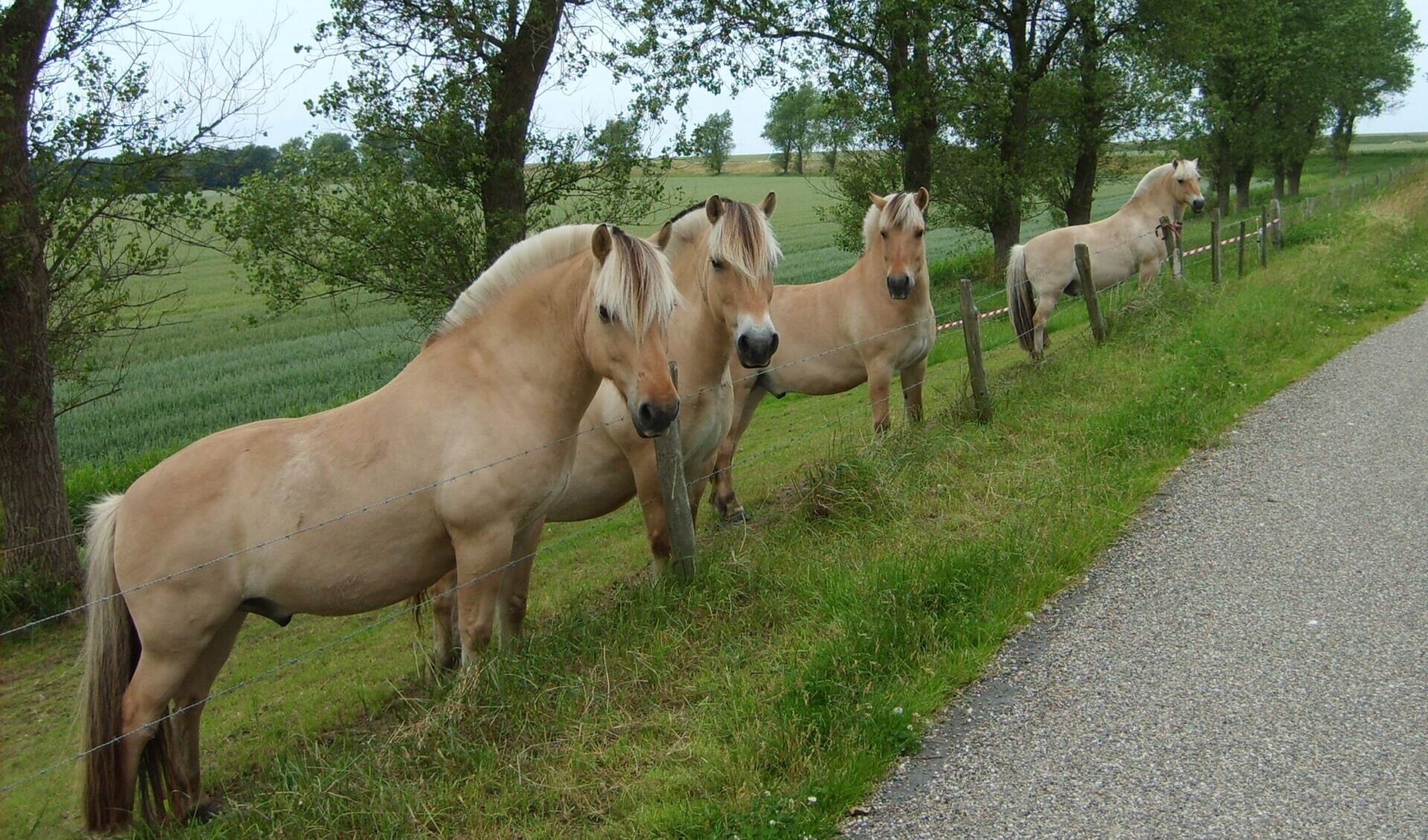 Mijn paard, mijn therapeut