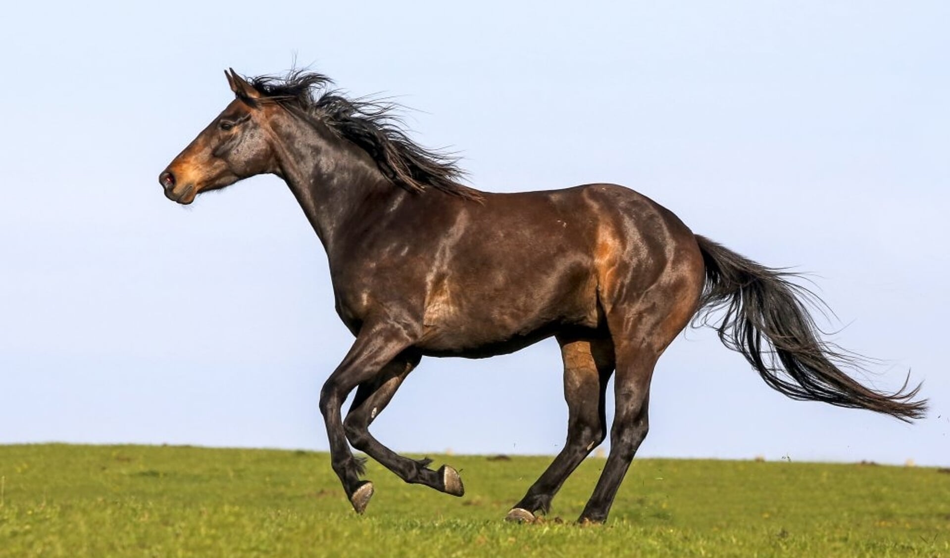paard wei galop rennen vrijheid