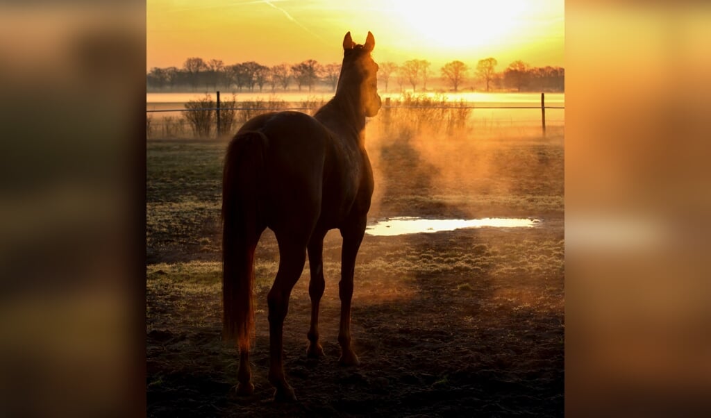 Neuenhagen, Silhouette, Pferd steht bei Sonnenaufgang auf einer Koppel