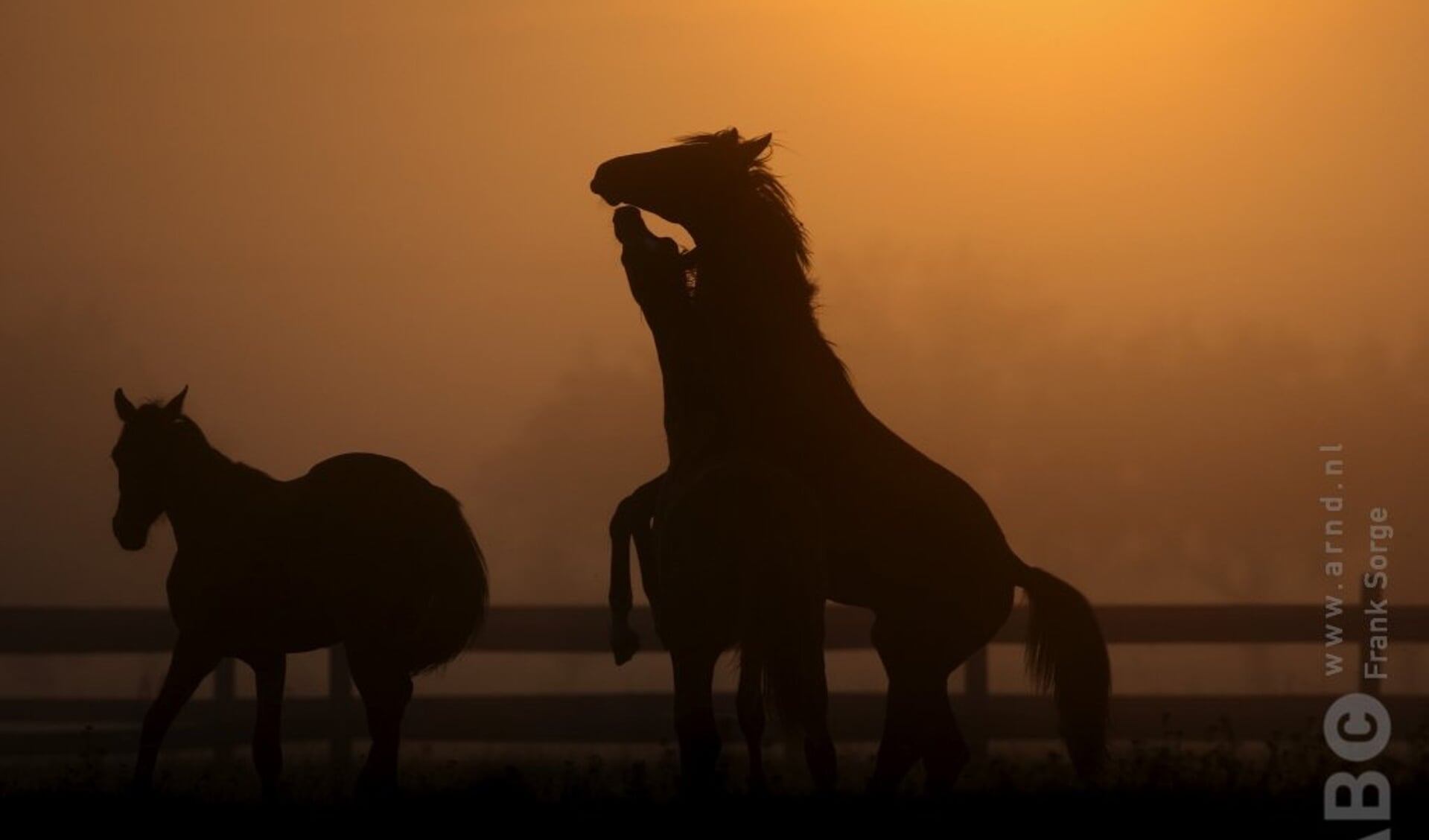 spelende vechtende paarden