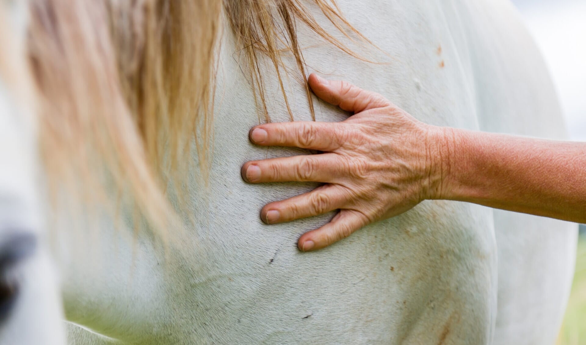 paard-aanraken