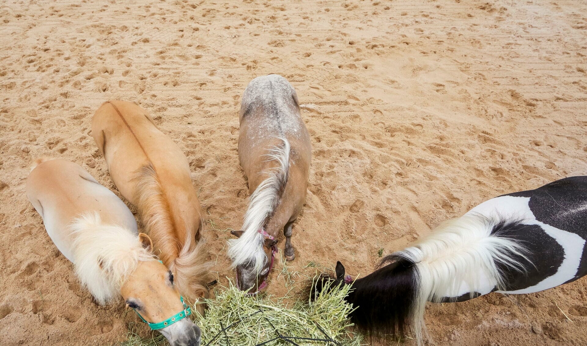Doha, Ponies fressen Heu aus einem Heunetz