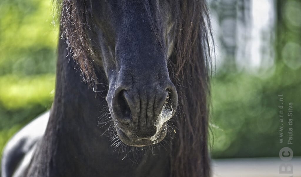 Fries paard met snotneus