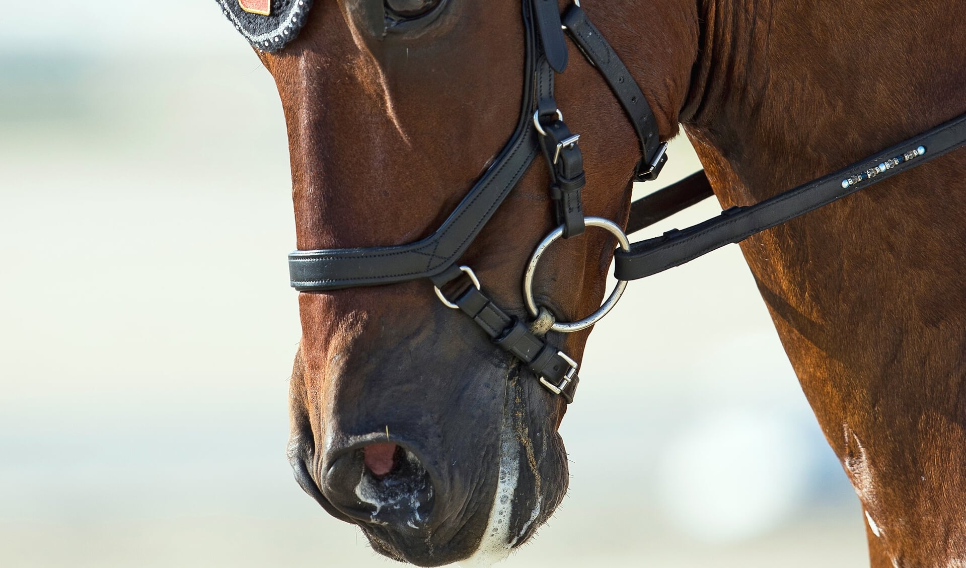 Ga door Zegenen zuiden Hoe werkt dat eigenlijk: de anatomische neusriem | Het onafhankelijke  paarden(sport)medium