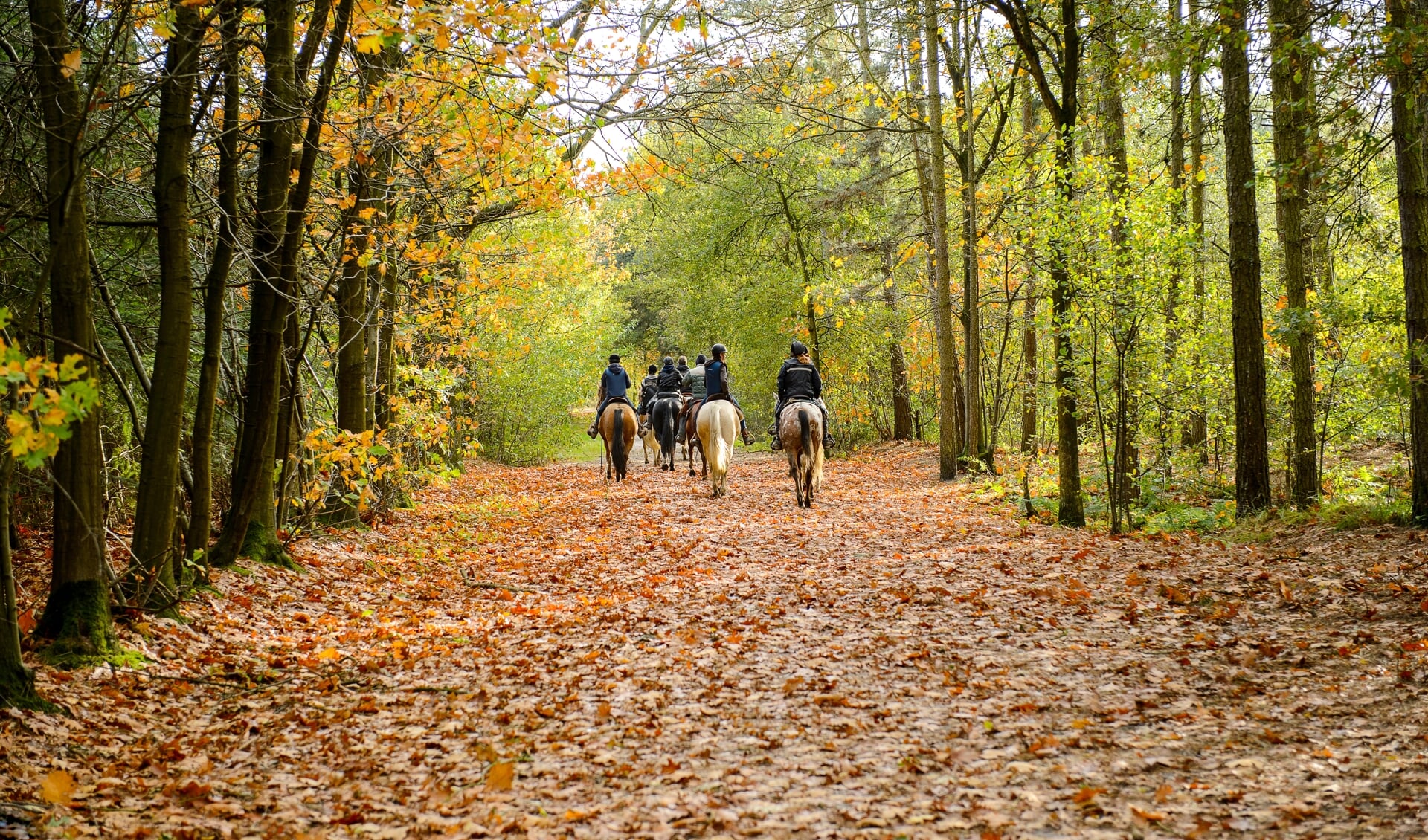 Rucphen, The Netherlands - October 29, 2013: Group of horse riders in the forest in autumn