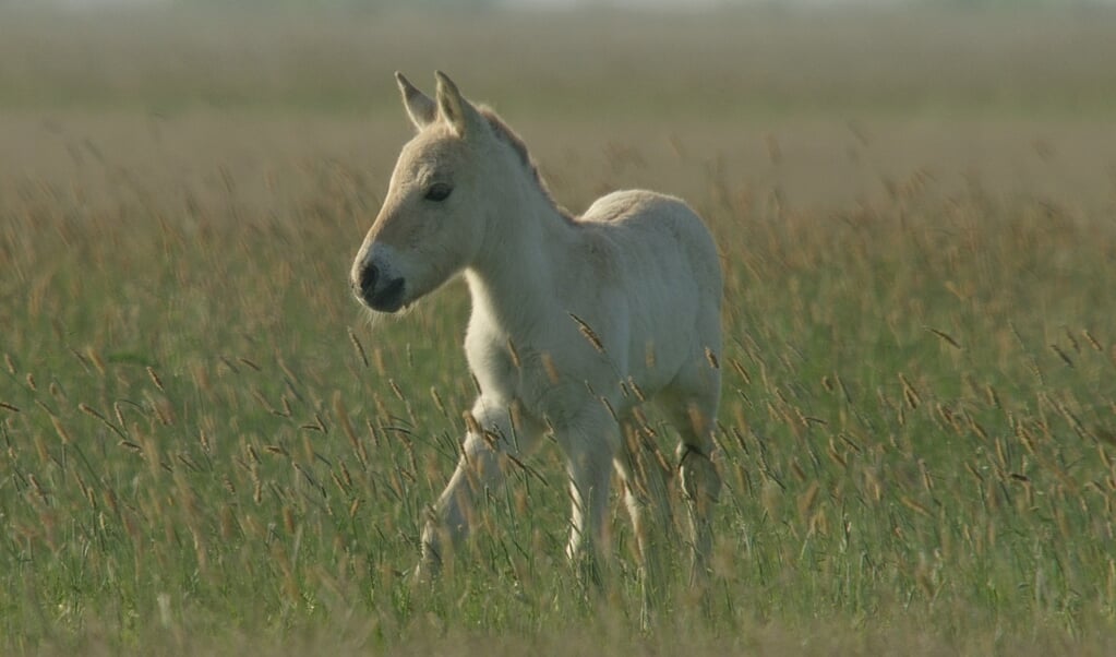 Photo 1 Wild_horse_foal