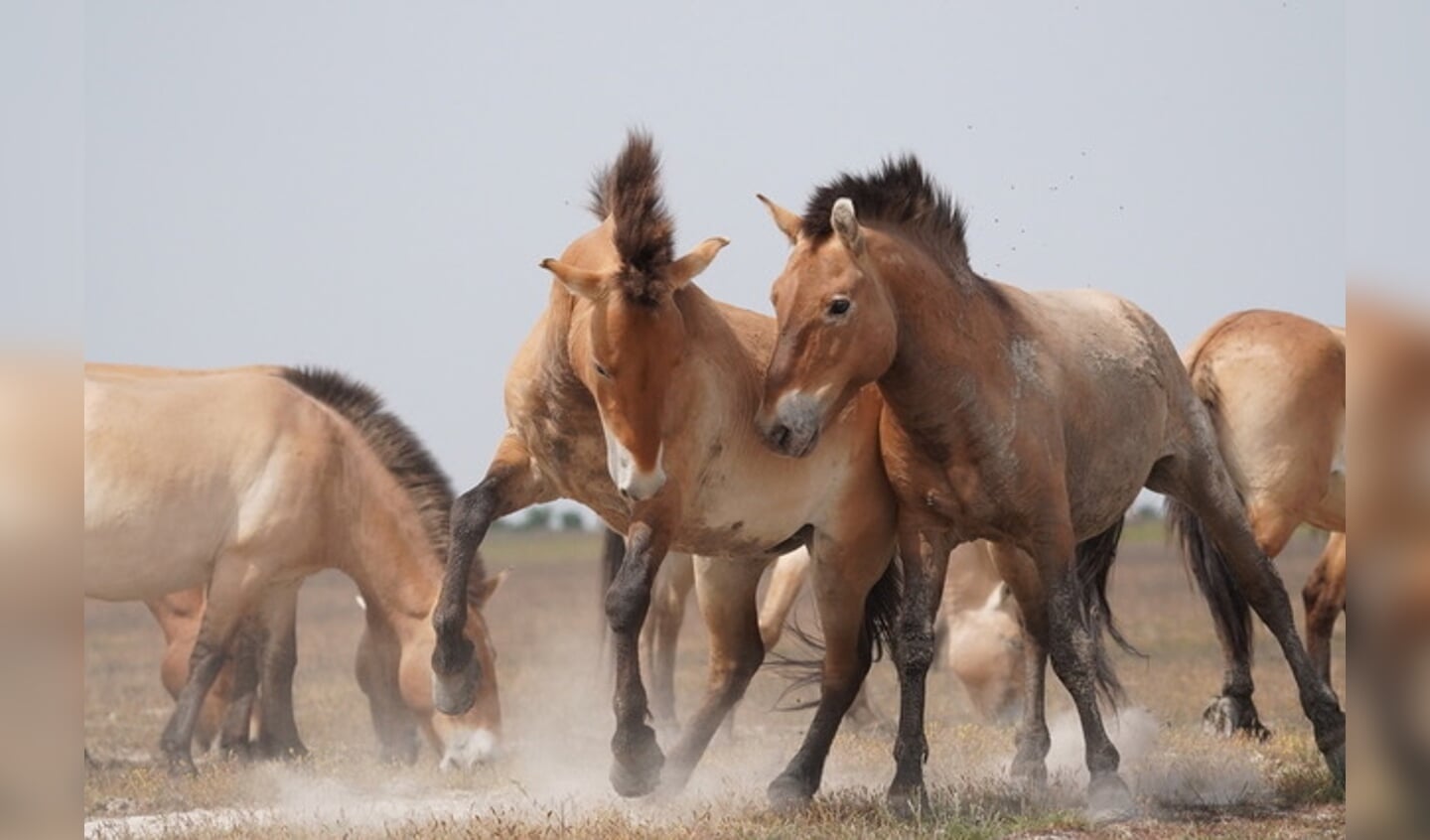 Photo-5-03_Przewalski_horse_stallions_charging._Attila_Szilagyi