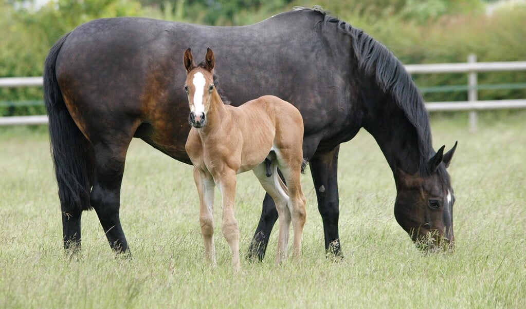 A mare and foal stand and graze in a summer paddock.