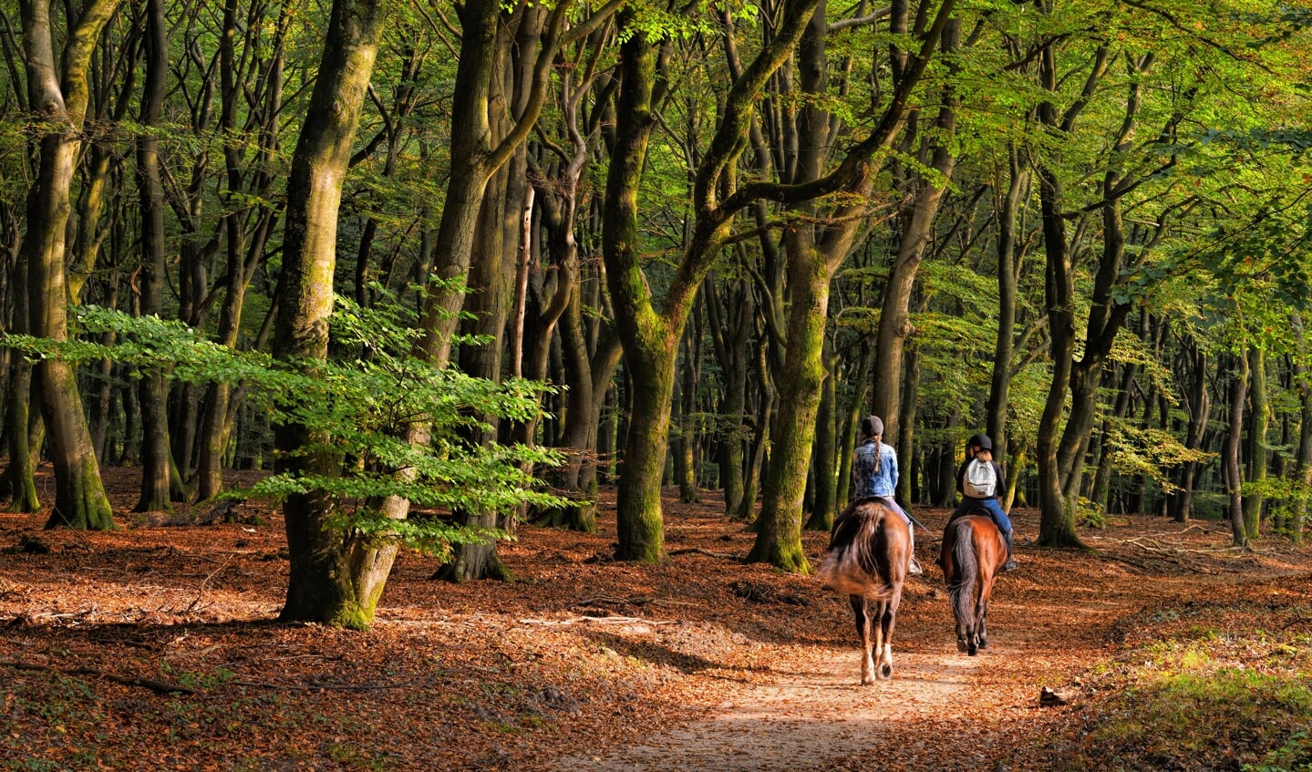 Rear view on Two women horseback riding through autumn colored beech tree forest