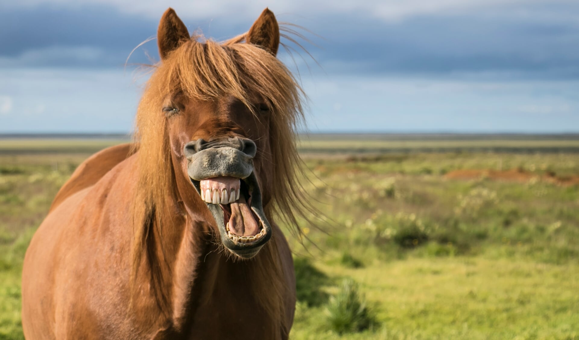 Icelandic horse contorts mouth in a mighty laugh. Room for text on right side of image
