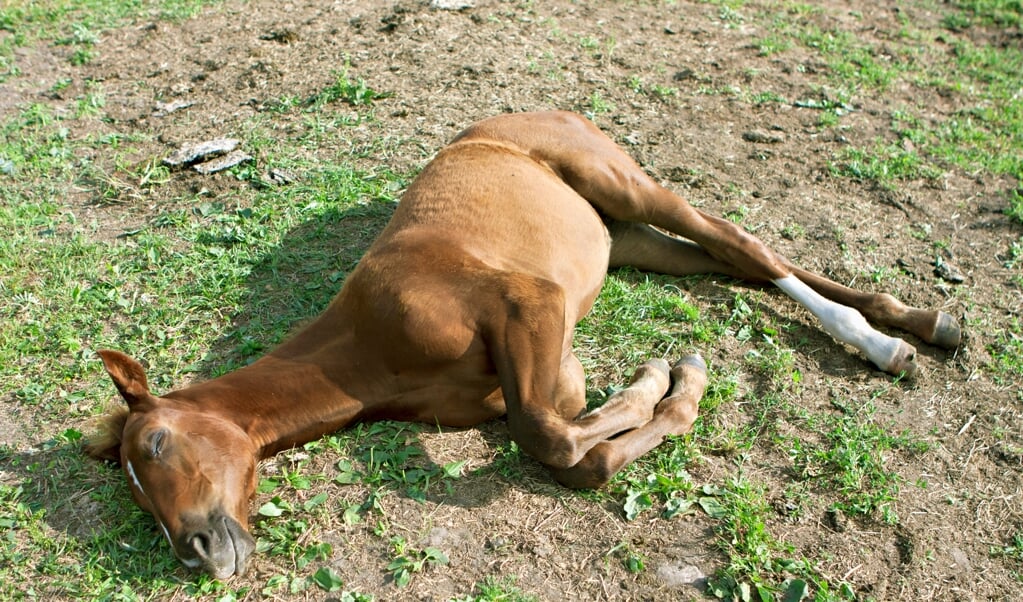 one week old foal lying on the ground