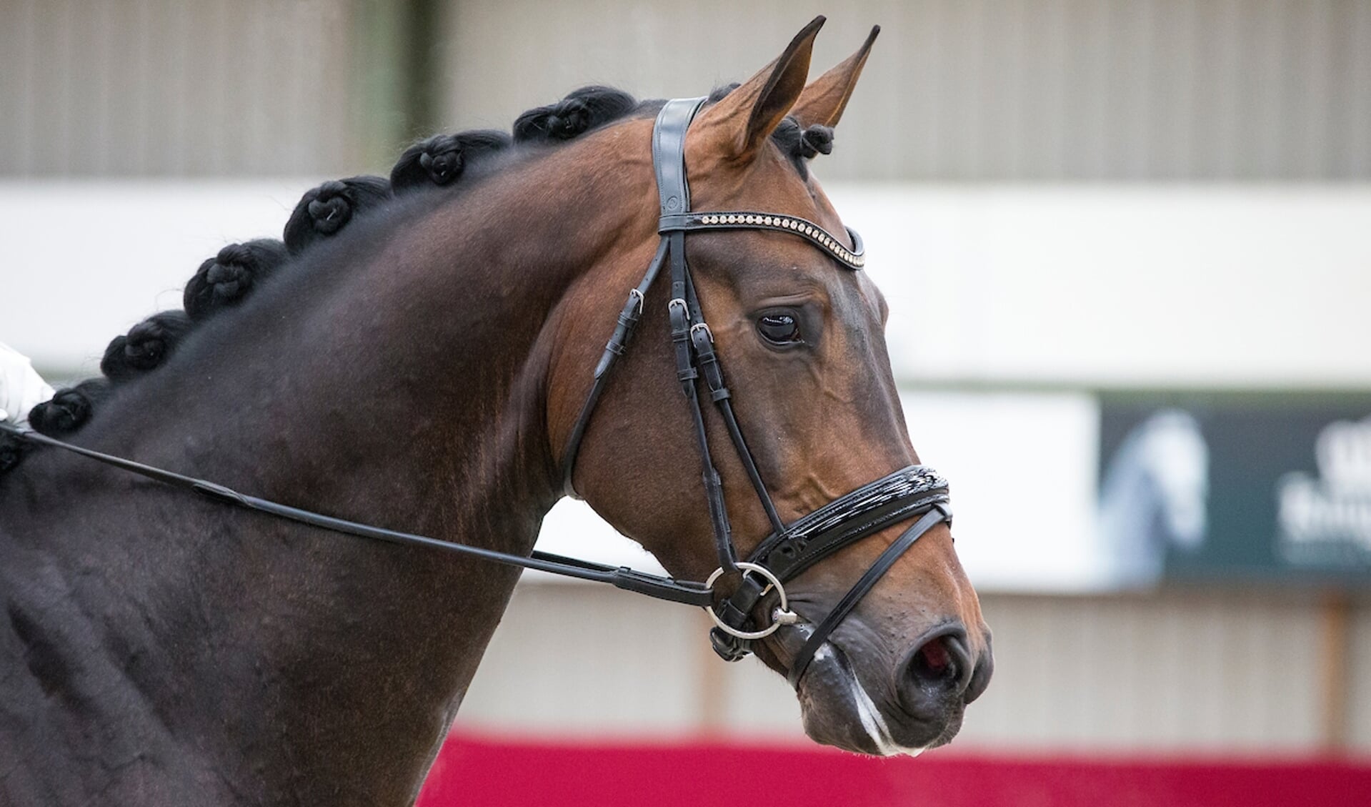 artikel conjunctie Poëzie Iris van Gulik en Aimée de Rooij: “Strakke neusriem is inbreuk op  paardenwelzijn” | Het onafhankelijke paarden(sport)medium