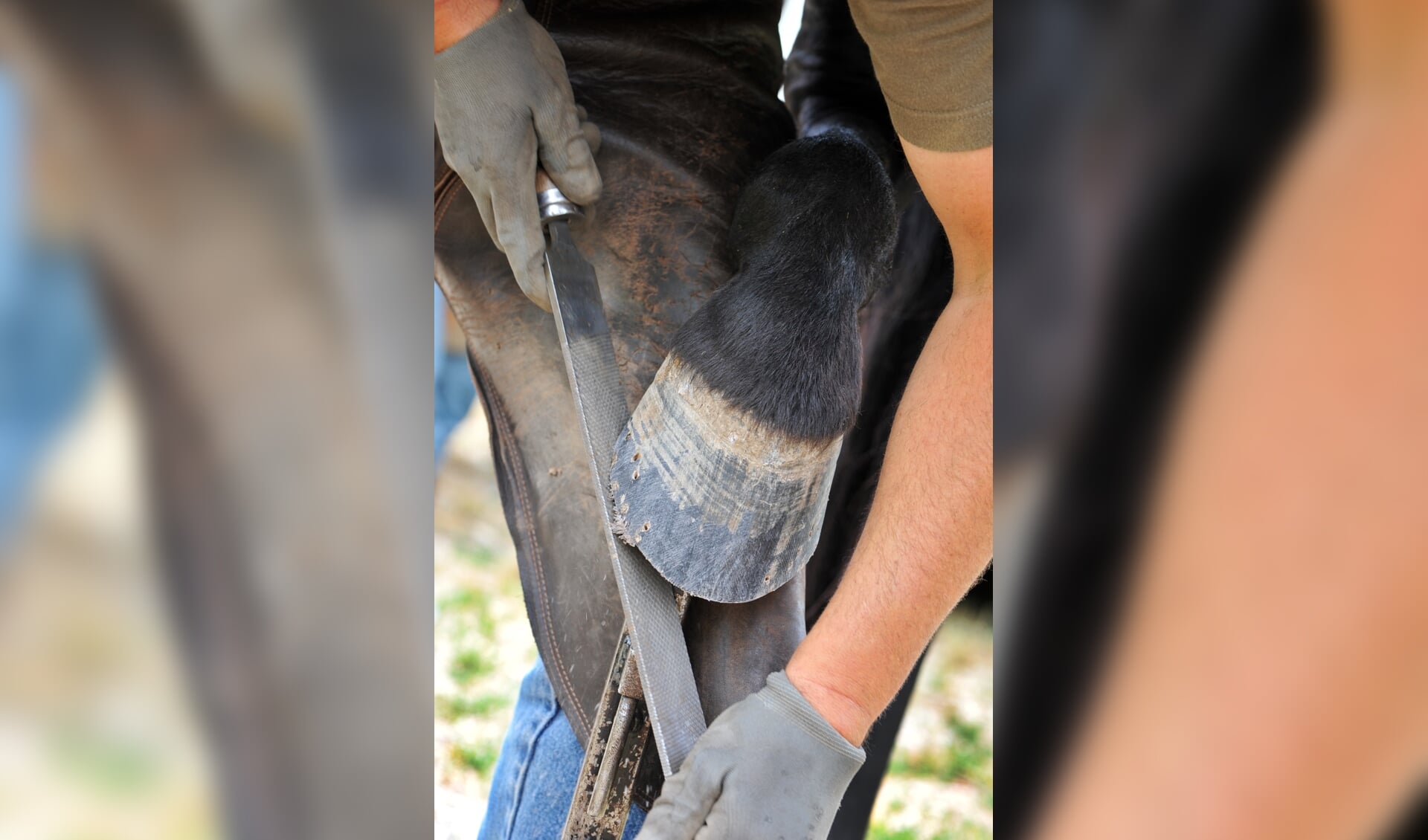 a Farrier rasping an horses hoof, close up on the hoof