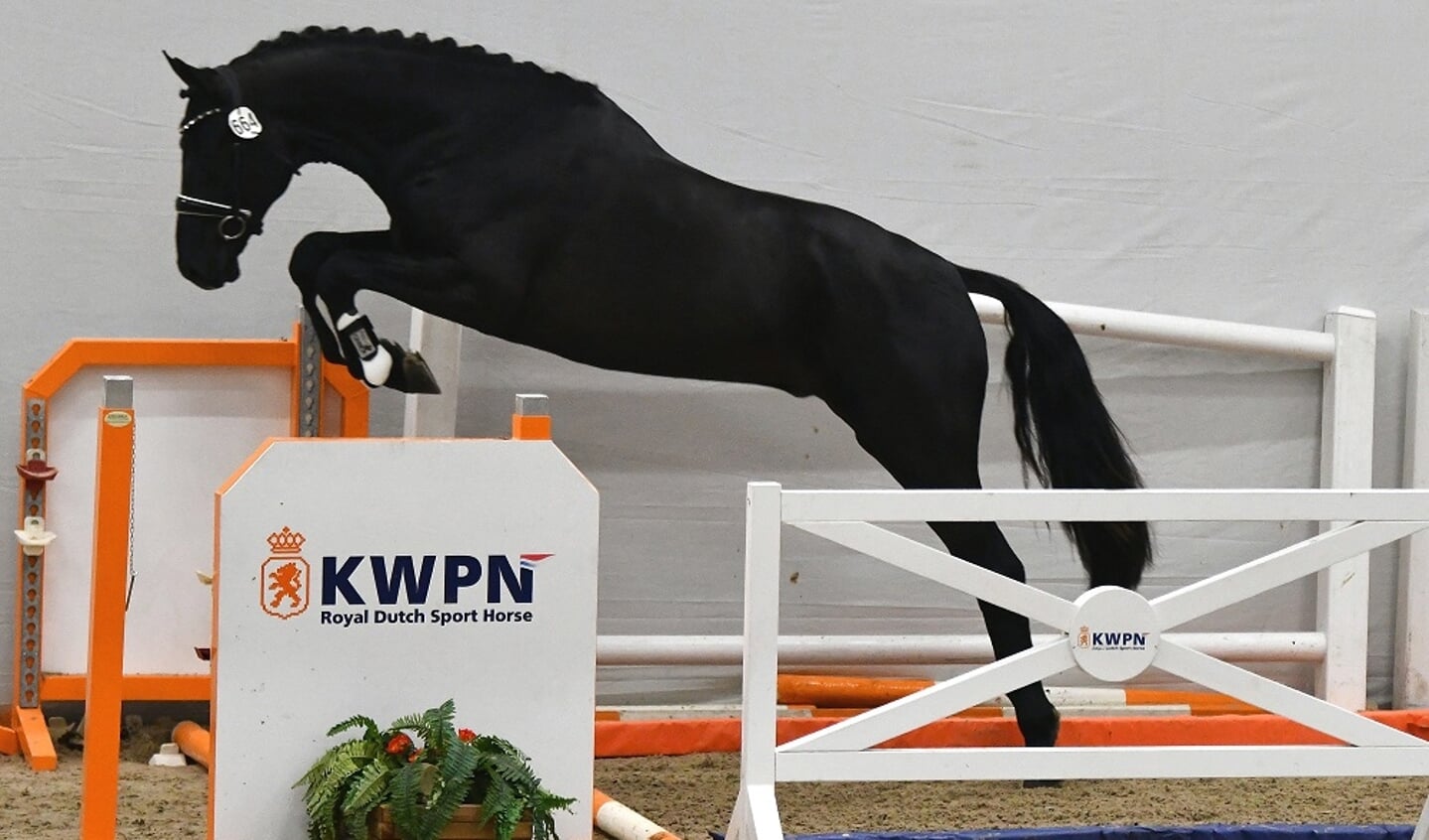 Orlando KWPN Eerste bezichtiging 2021 © Theo Janssen