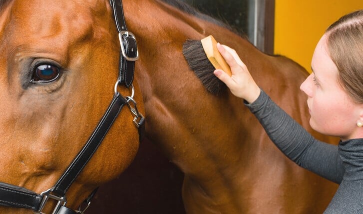 Woman grooming  horse in the stall, horizon format
