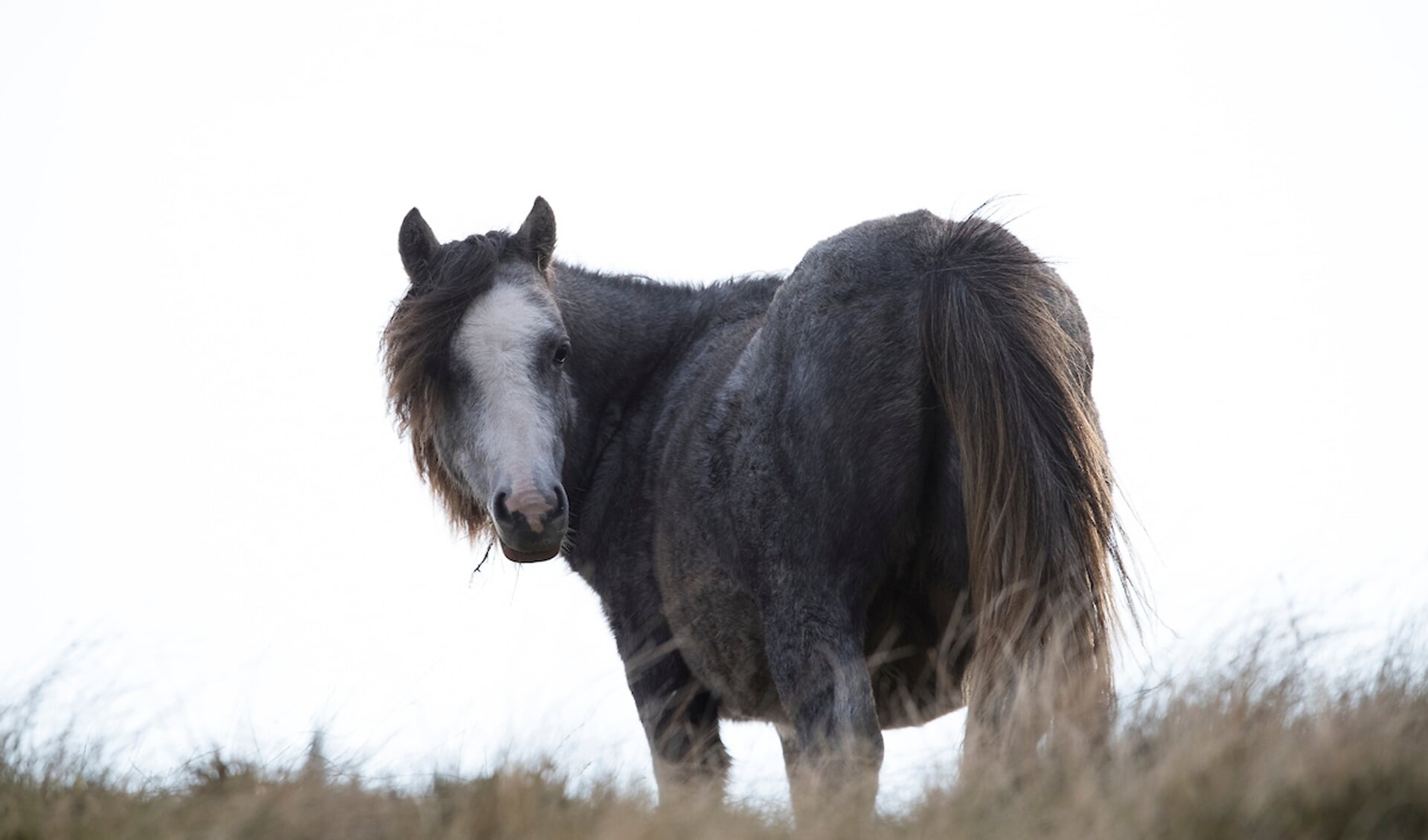 Welsh Pony
© DigiShots