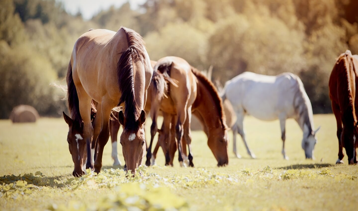 A herd of sporting horses grazing on the field.