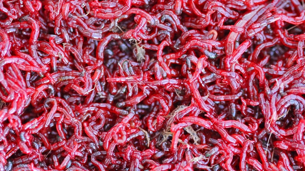 rode bloedworm