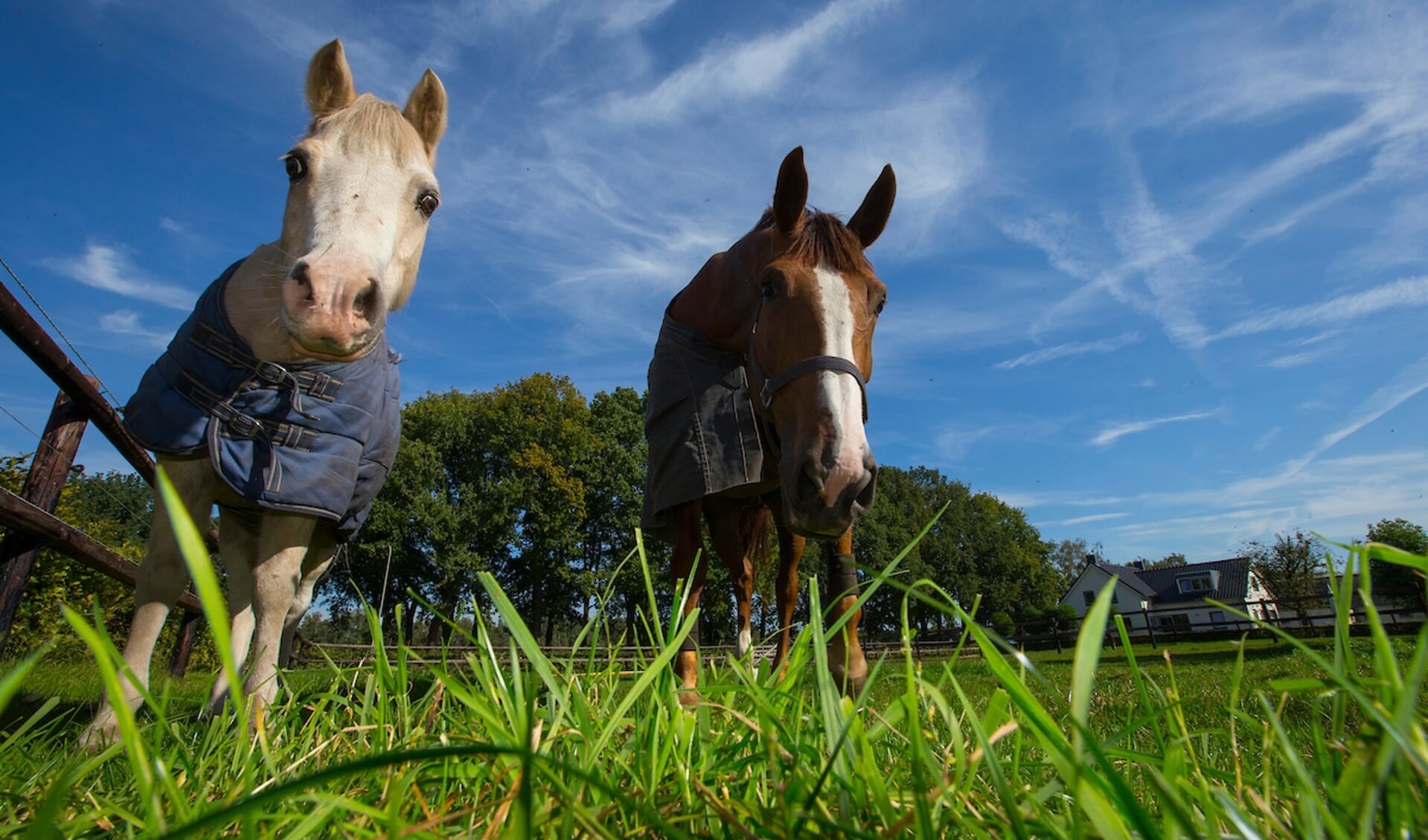 Paarden in de wei
© DigiShots