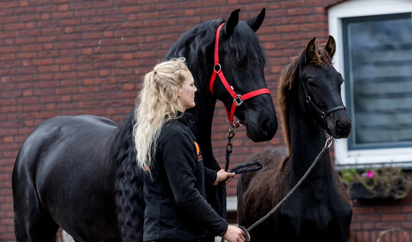 Storing de wind is sterk salami Het Friese paard: de zwarte populaire parel van Friesland | Het  onafhankelijke paarden(sport)medium