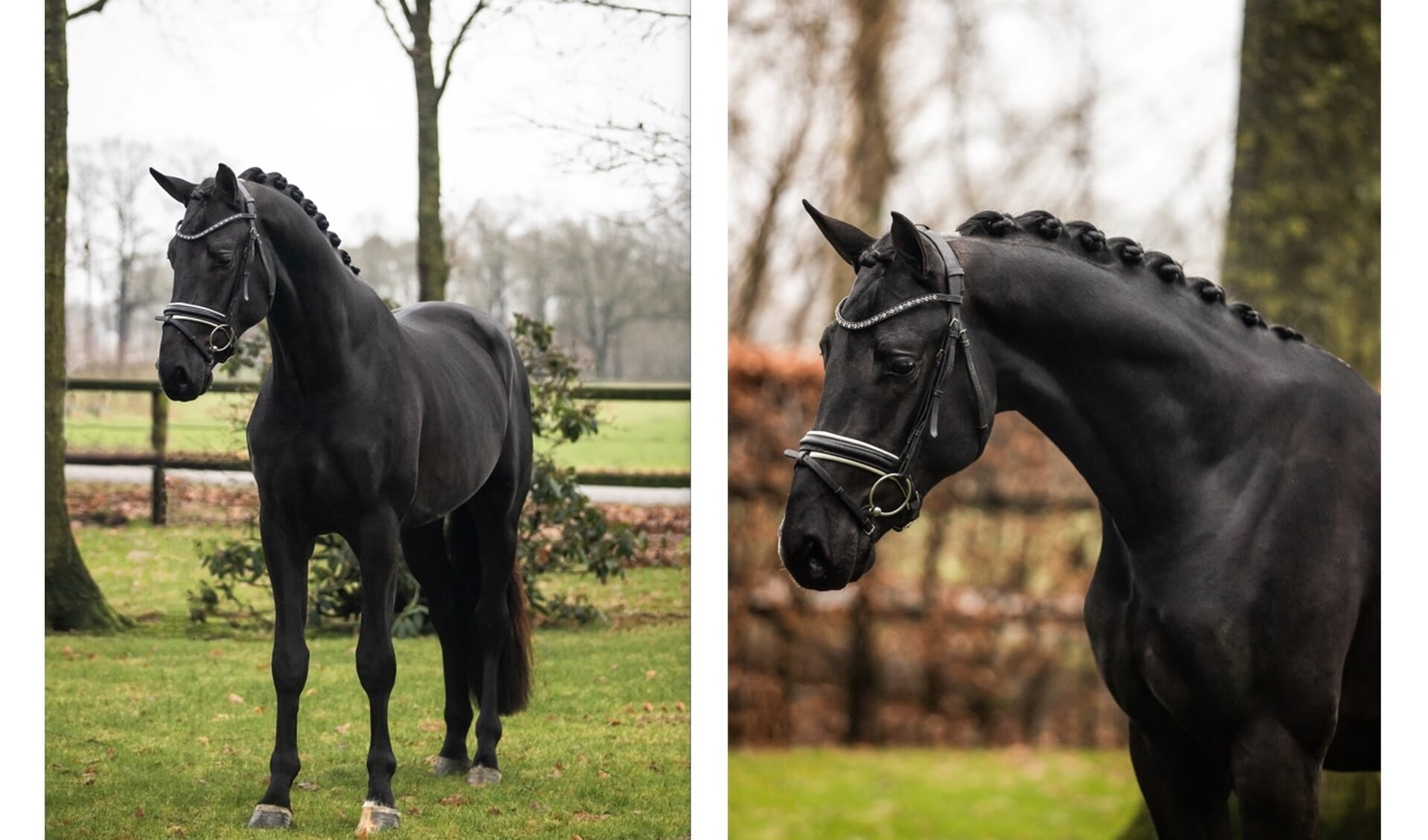 verwijderen Rose kleur Voetzool Olivier van de Gathe: sterk, compleet, nuchter, talentvol en … te koop!  *VIDEO* | Het onafhankelijke paarden(sport)medium