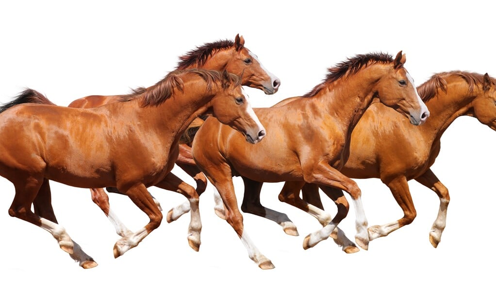 Four sorrel horses gallop - isolated on white