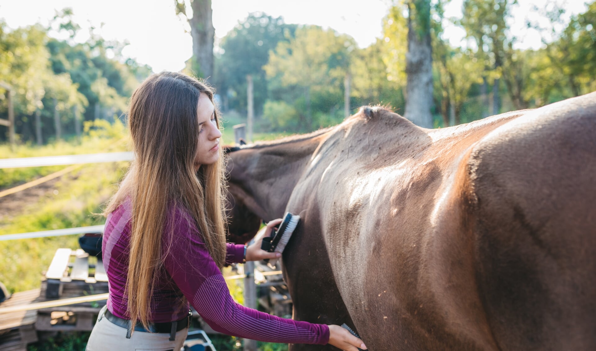 Poetsen: alleen om je paard schoon te krijgen | Het onafhankelijke paarden(sport)medium