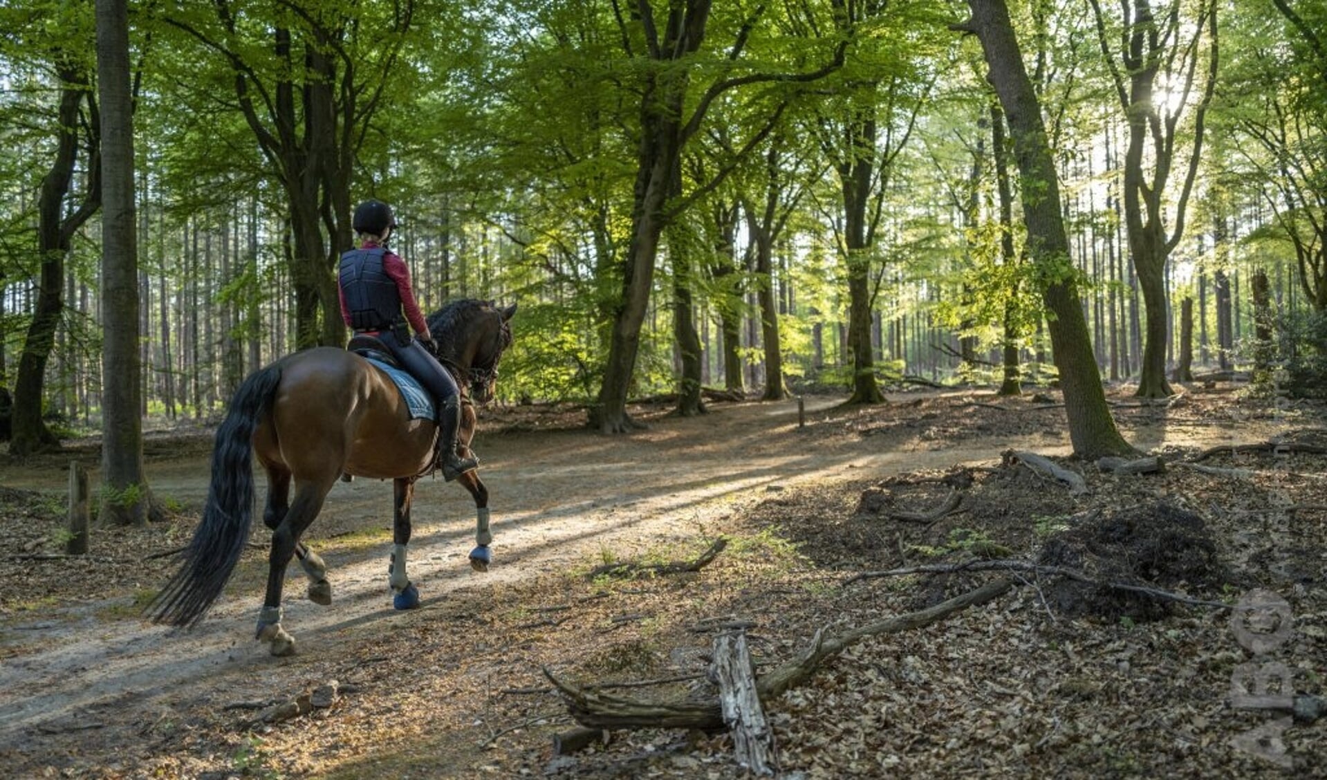 Buitenrit