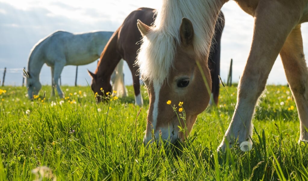 Horse,Eating,Grass,In,A,Yard,Of,A,Farm,,Beautiful