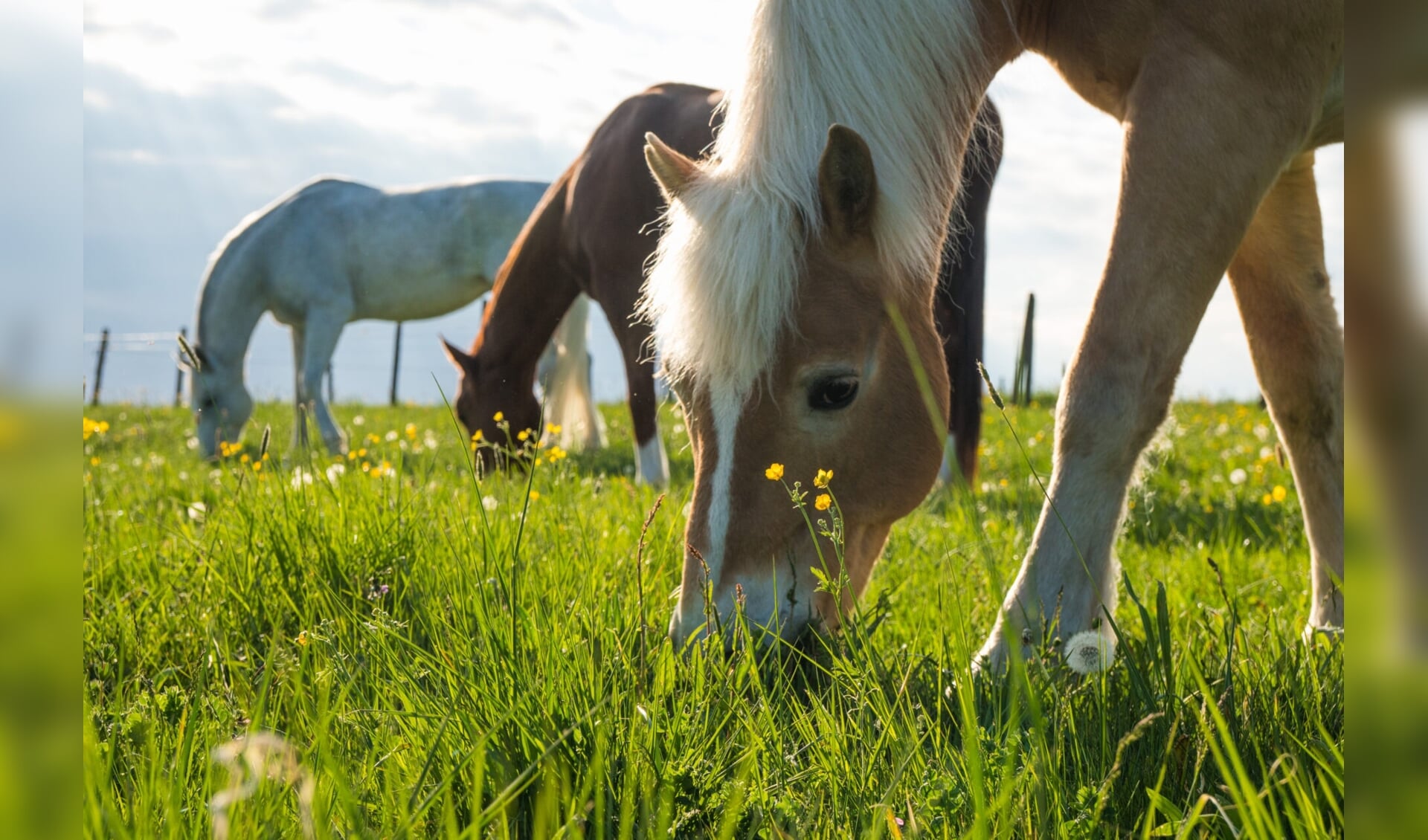 Horse,Eating,Grass,In,A,Yard,Of,A,Farm,,Beautiful