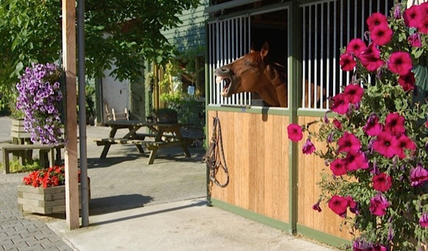 De Aquatrainer bij Lelymare Horses. Foto: Privebezit Fenna ElzingaDe Vitafloor stalunit bij Lelymare Horses.Jonge paarden in de opfok.