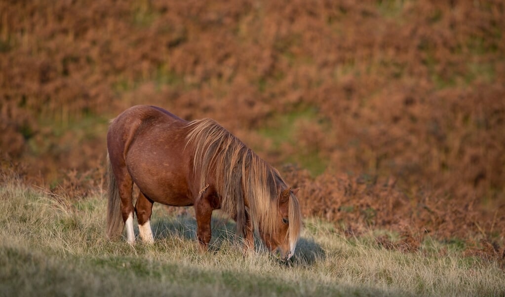 Welsh Pony
Hay Bluff 2016
© DigiShots