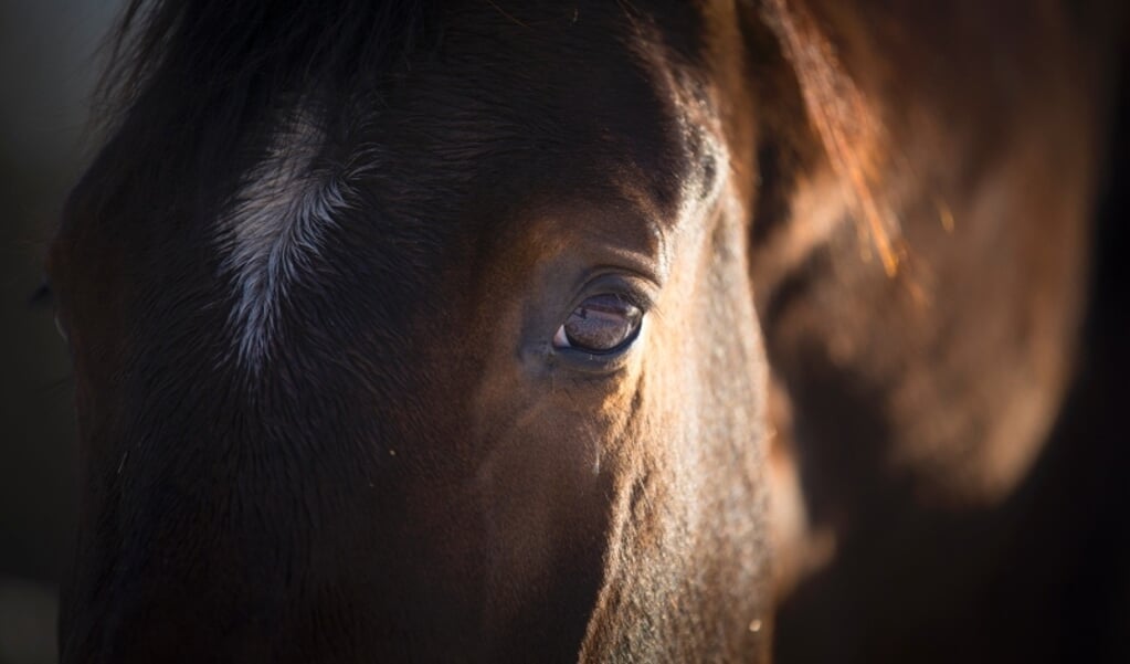 atoom helpen Herenhuis Denk hieraan, voordat je een (ex-) renpaard koopt | Het onafhankelijke  paarden(sport)medium