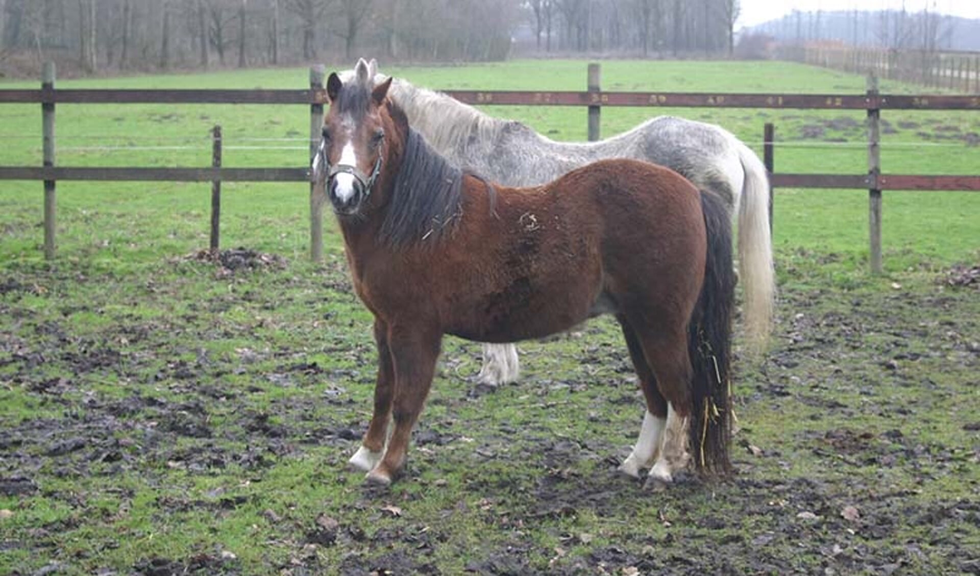 amateur Varken volgens Gratis PPID-test bij paarden | Het onafhankelijke paarden(sport)medium