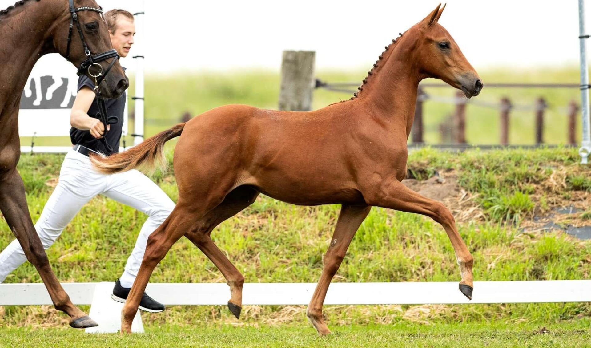 delicaat Wiegen Regeren Van Olst Sales online: Imponerende merrieveulens met toekomstperspectief |  Het onafhankelijke paarden(sport)medium