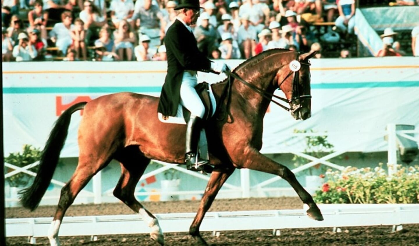 Totilas bracht de veilingtopper van de ESD Prinsenstad veulenveiling. Foto: Remco Veurink