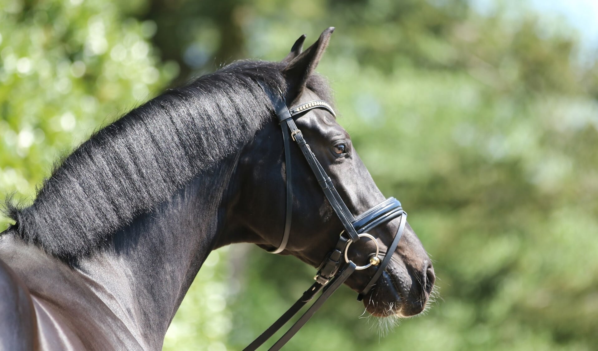 Ontoegankelijk Verdikken onderdelen Online je paard kopen of verkopen op Paarden-Veiling.nl | Het  onafhankelijke paarden(sport)medium