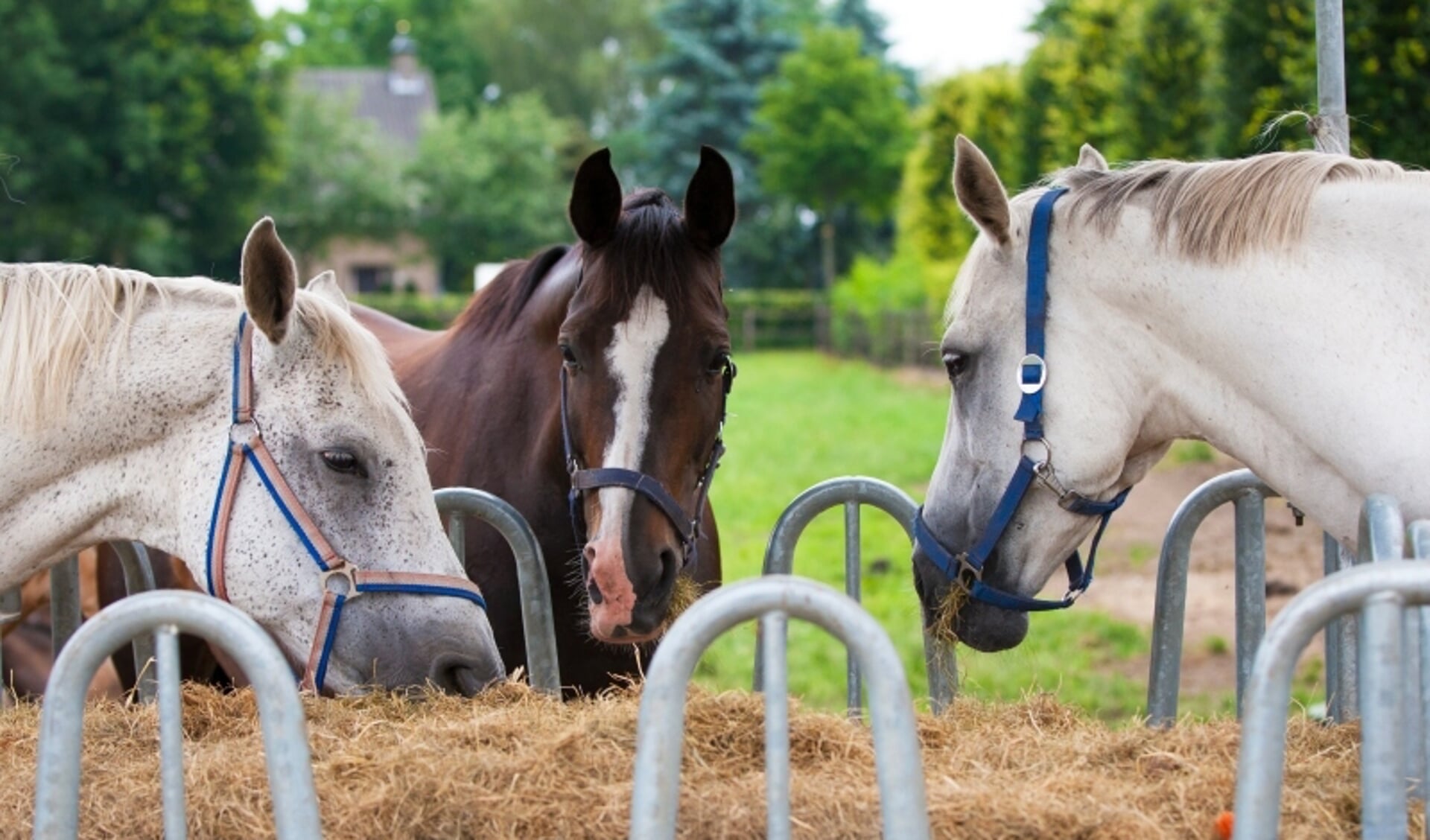 Malen bodem brandwonden 3 mogelijke oorzaken van een voerallergie | Het onafhankelijke  paarden(sport)medium