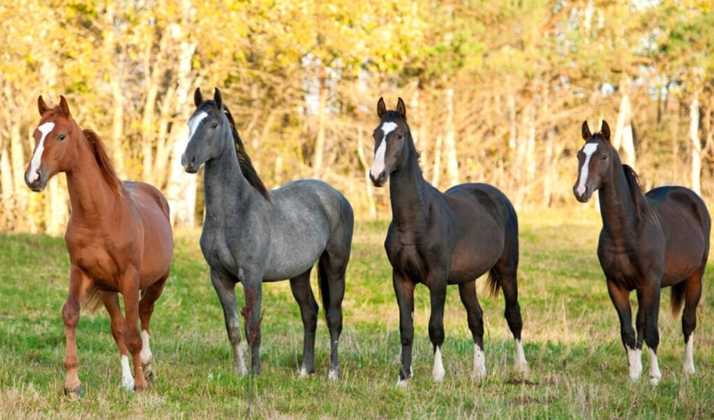 Paarden in de wei. Foto Shutterstock
