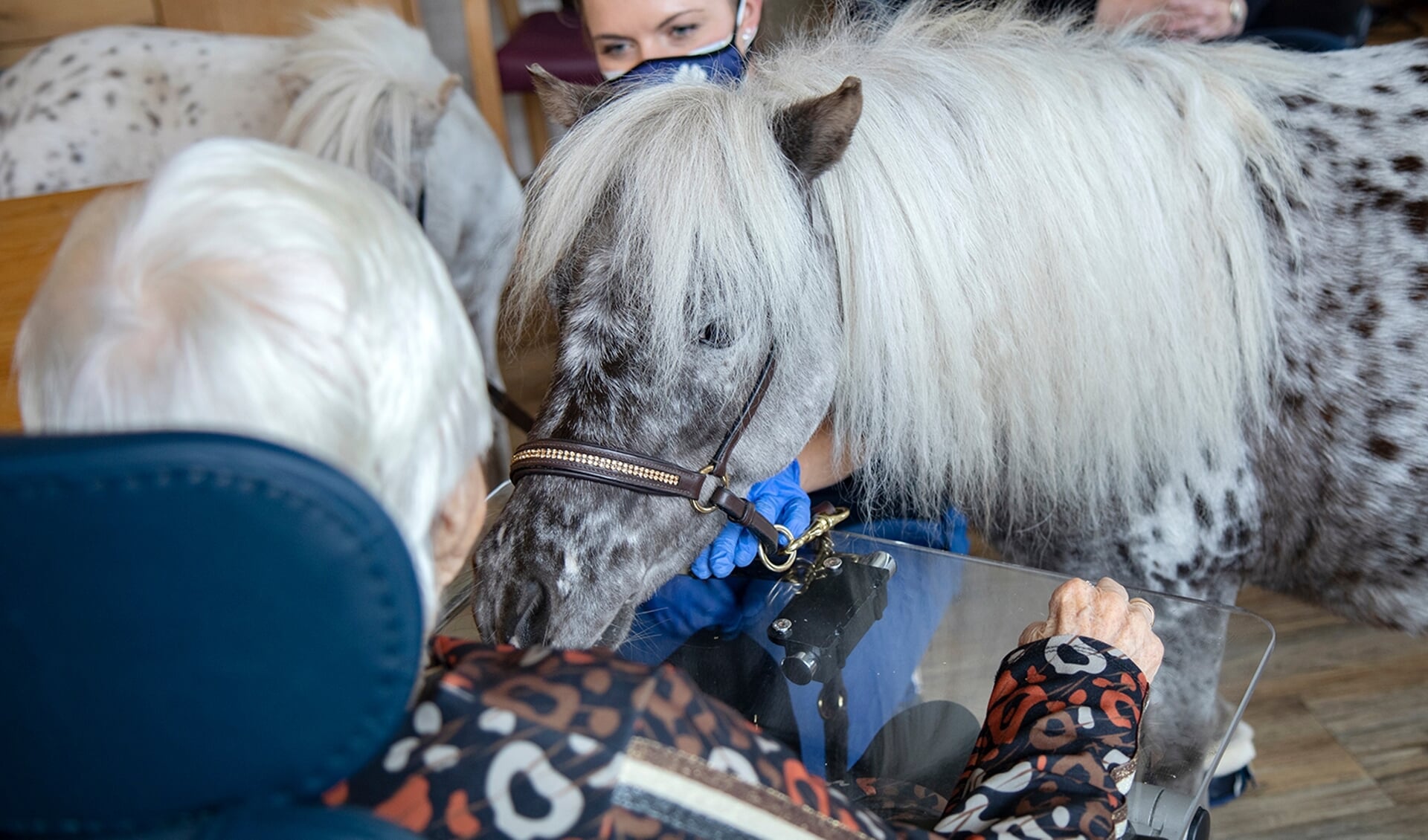 Nynke Woerts gaat met haar pony's op bezoek bij verschillende zorginstellingen. Foto: Ria de Boer-LeistraDe pony's De pony's bieden troost nu familieleden niet geknuffeld mogen worden. Foto: Ria de Boer-LeistraDe pony's bieden troost nu familieleden niet geknuffeld mogen worden. Foto: Ria de Boer-Leistra