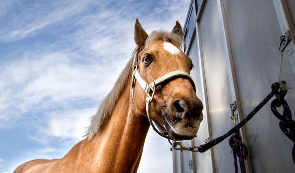 Het laden van je paard in de trailer.
