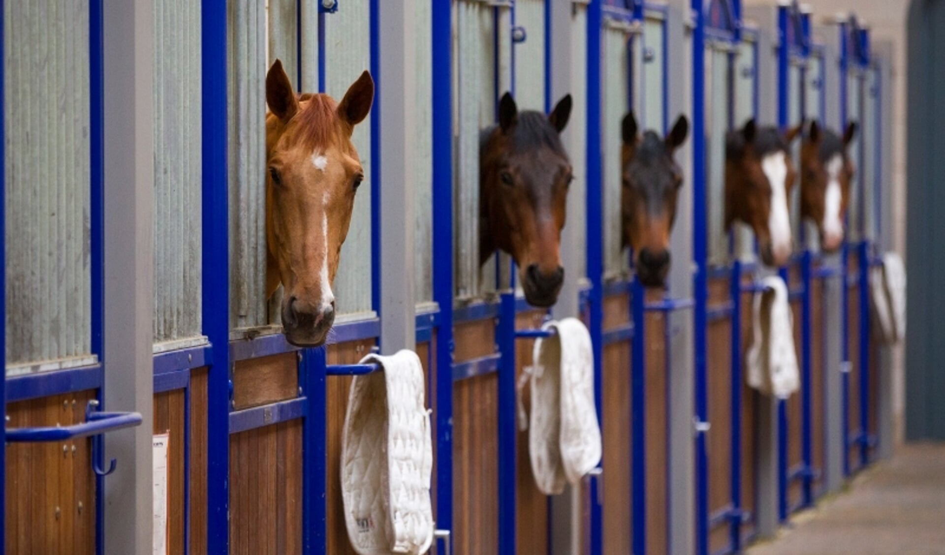 foto ter illustratie: Paarden in de stallen van het KWPN-centrum te Ermelo.