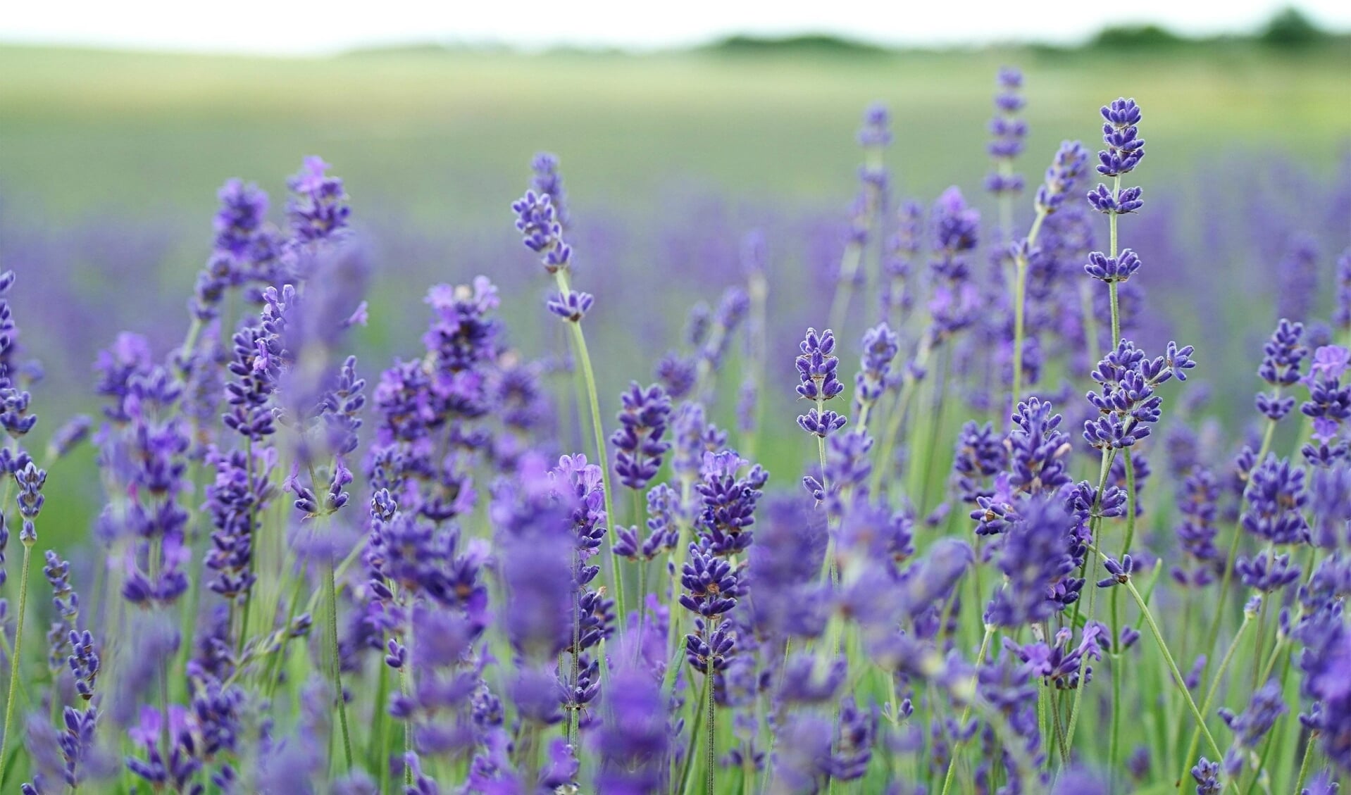 Lavendel (foto: Annie Spratt)
