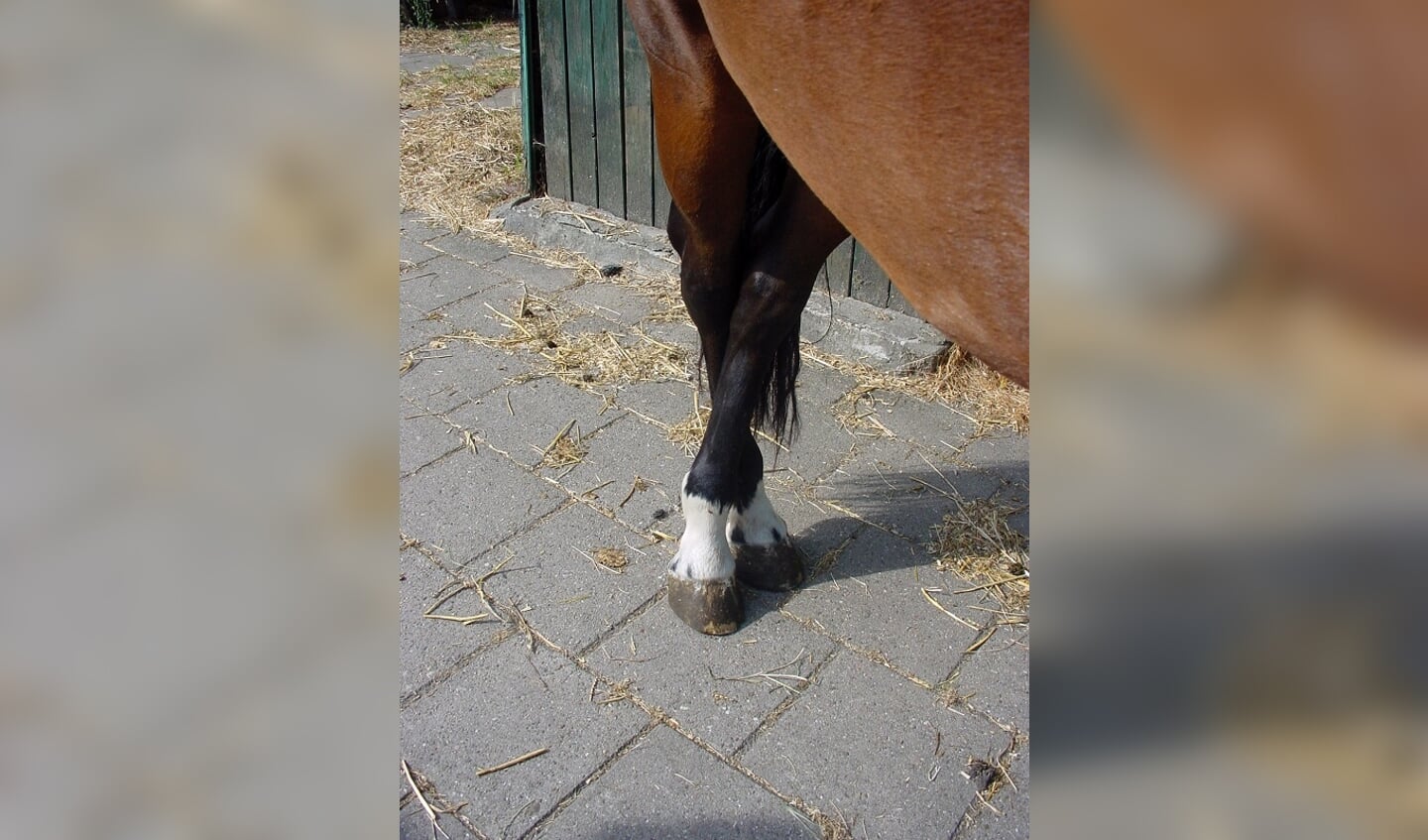 Foto: Remco VeurinkHet paard zet zijn voet niet automatisch terug. Dit gebrek aan reflex is een van de zaken die de dierenarts checkt bij het stellen van een diagnose