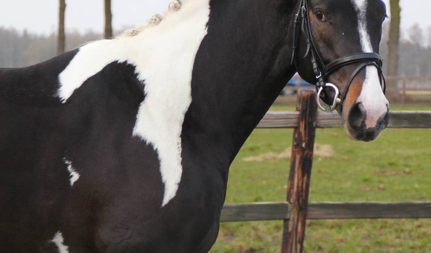 Tweede leerjaar Cursus beloning Bonte Paarden Stamboek keurt drie nieuwe hengsten goed | Het onafhankelijke  paarden(sport)medium