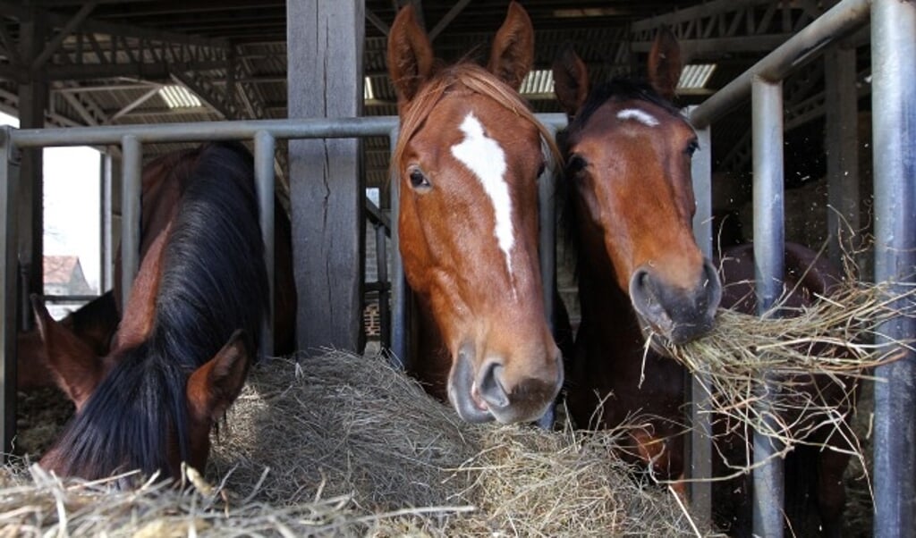 Malen bodem brandwonden 3 mogelijke oorzaken van een voerallergie | Het onafhankelijke  paarden(sport)medium