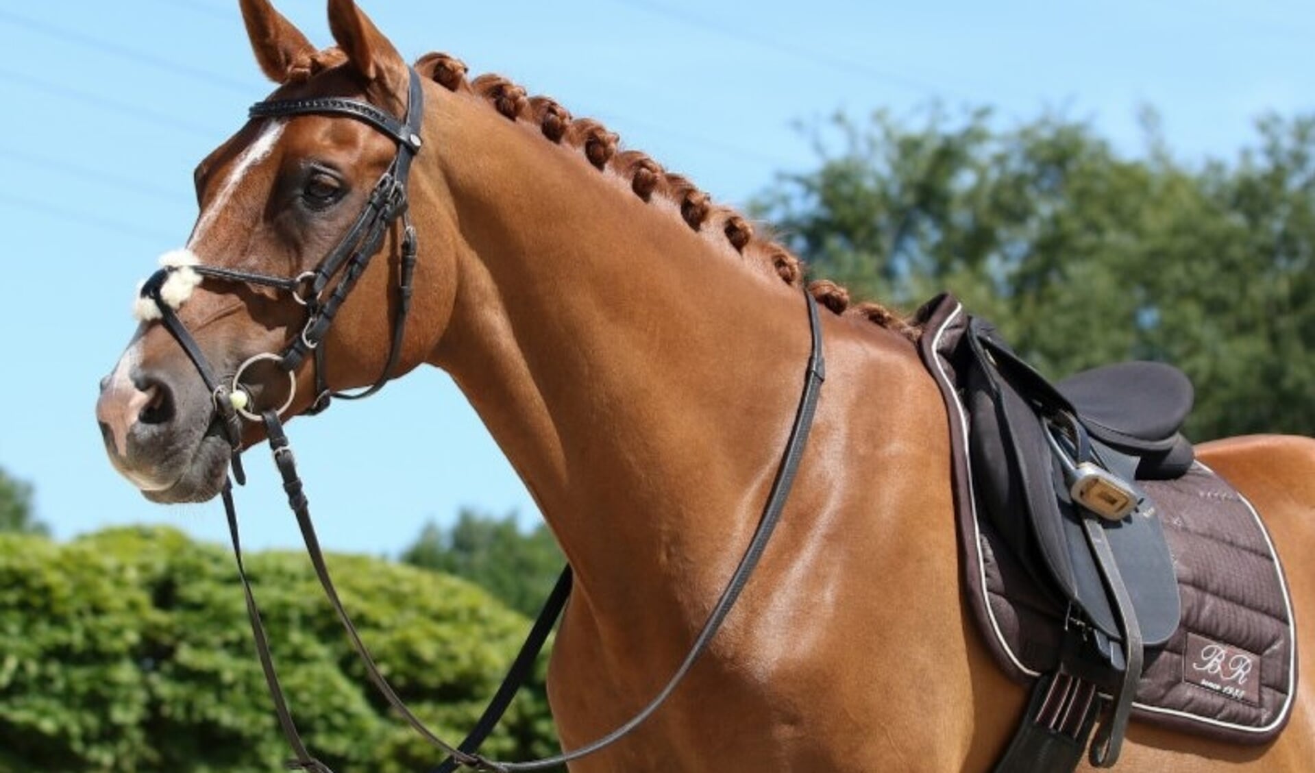 Blog: Van renzadel naar dressuurzadel | Het paarden (sport)medium